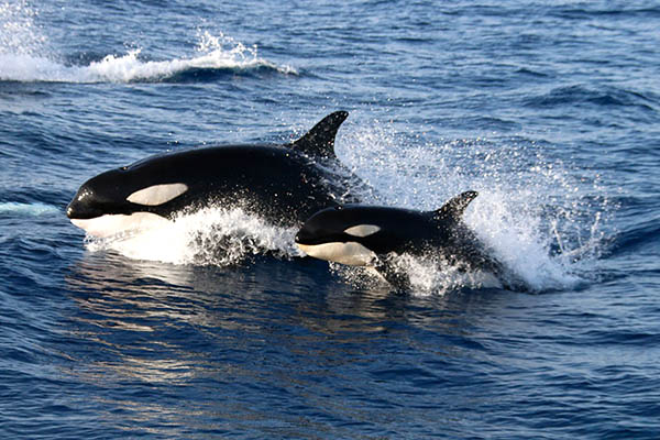 Avistamientos de Cetaceos en Tarifa