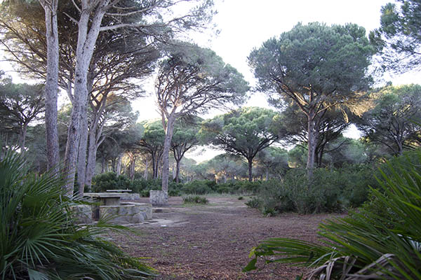 Pinares de Roche en Conil de la Frontera Pinares de Roche en Conil de la Frontera