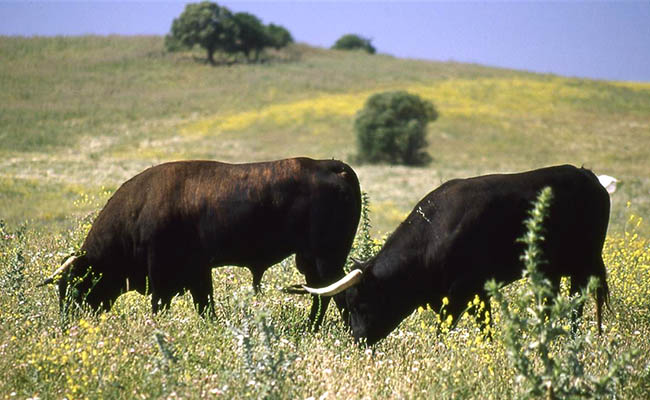 Ruta del Toro en Cádiz