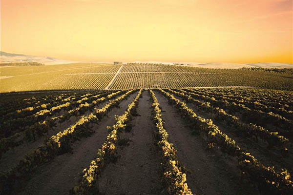 Vinos de la Provincia de Cádiz