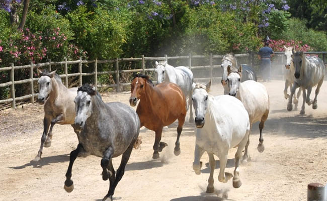 Yeguada La Cartuja Jerez - Ruta del Caballo en Cádiz