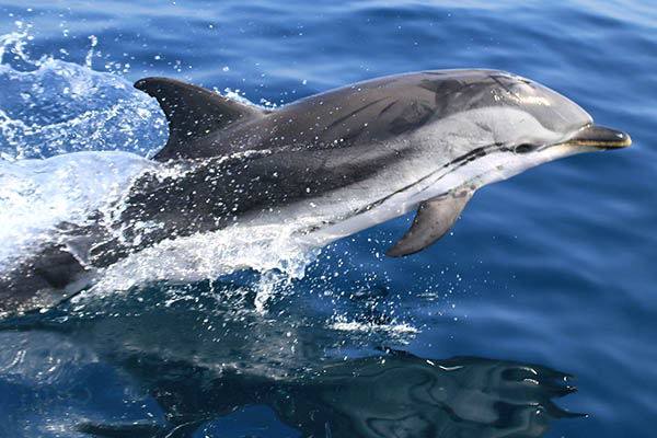 Delfin Listado Tarifa Cádiz Delfin Listado Tarifa Cádiz