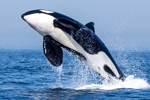 Orca Tarifa Cádiz Orca Tarifa Cádiz