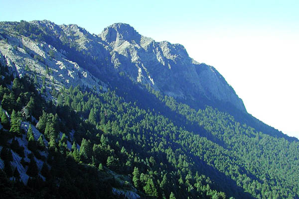 Parque Natural Sierra de Grazalema Pinsapar Parque Natural Sierra de Grazalema Pinsapar