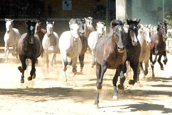 Yeguada La Cartuja 1 Jerez Cádiz Yeguada La Cartuja 1 Jerez Cádiz