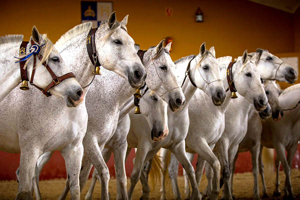 Yeguada La Cartuja 2 Jerez Cádiz Yeguada La Cartuja 2 Jerez Cádiz